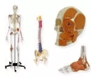 Undervisningshjälpmedel | Anatomi