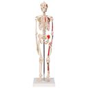 Anatomiska modeller av skelett